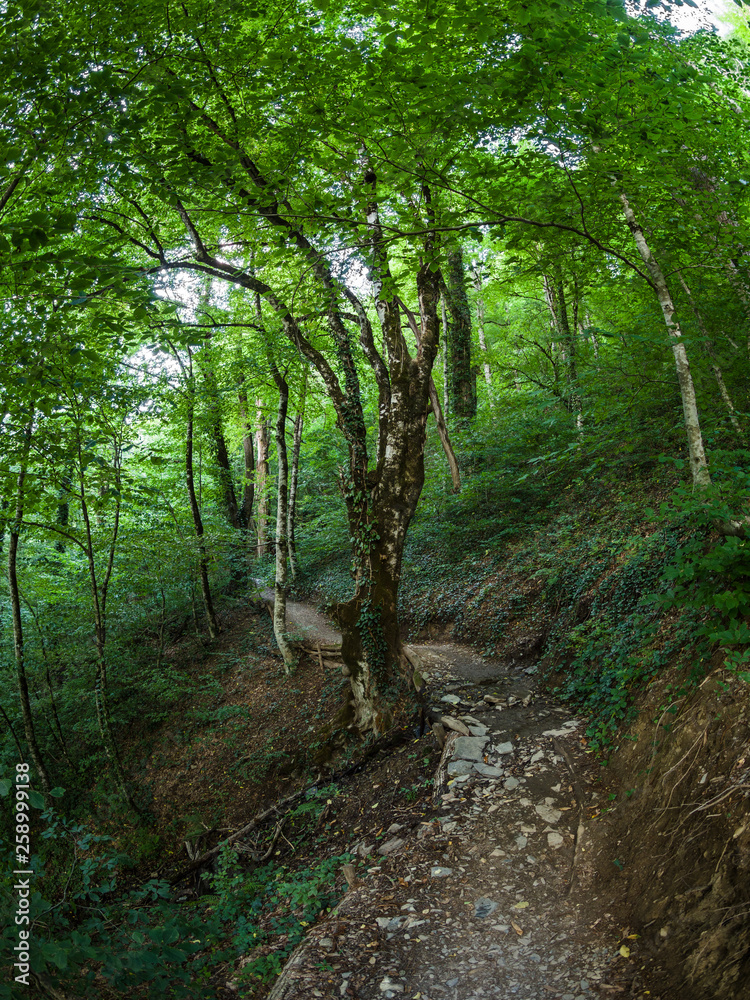 Tourist path in the summer mountain forest.