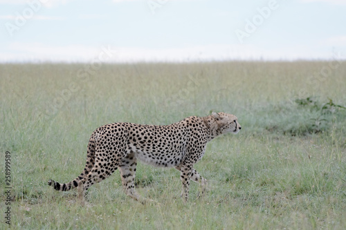 Portrait Cheetah in Massai Mara