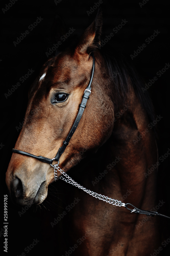Beautiful red horse portrait on black background Beautiful red horse portrait on black background