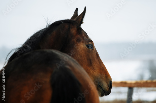 An abstract shot of the head of a horse taken from behind the back of the horse.