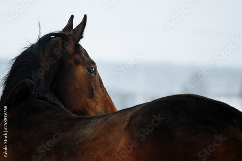 An abstract shot of the head of a horse taken from behind the back of the horse.
