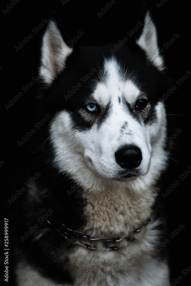 Hasky with different eyes Hasky with different eyes
