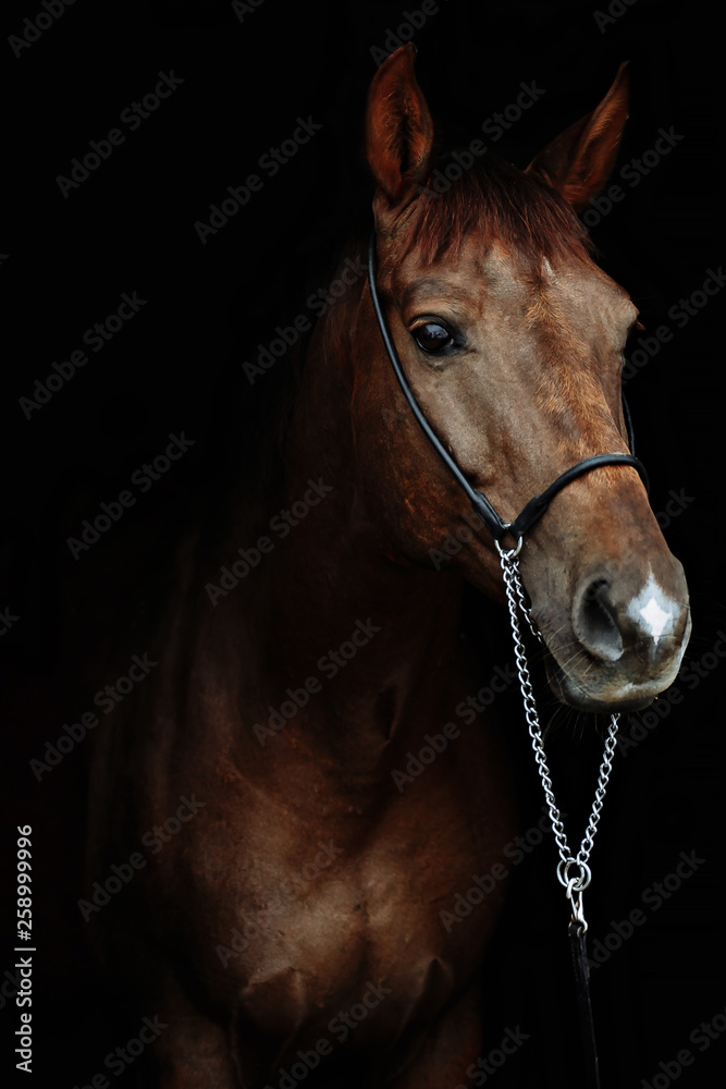 Beautiful red horse portrait on black background Beautiful red horse portrait on black background