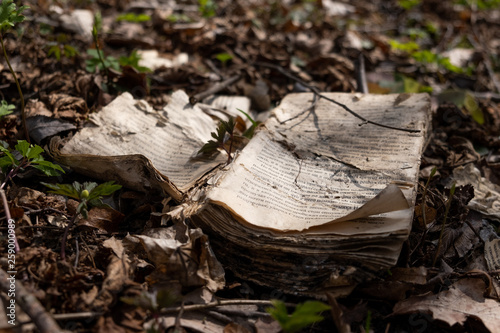 фотографія An old decomposing book lying on the forest floor