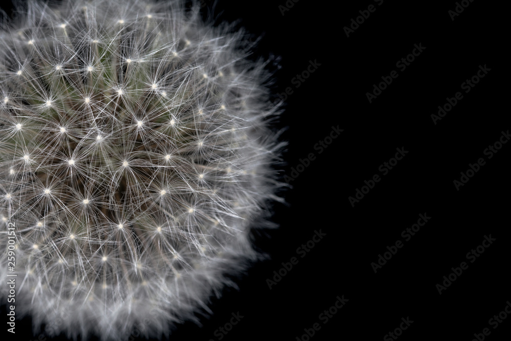 Fototapeta premium Close up dandelion isolated on black background with copy space