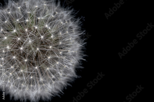 Close up dandelion isolated on black background with copy space