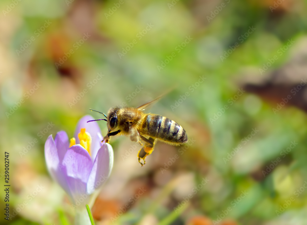 Flying honeybee pollinating a purple crocus flower Flying honeybee pollinating a purple crocus flower