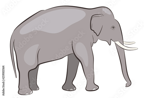 Elephant male isolated on white background  side view of elephant with tusks  vector illustration