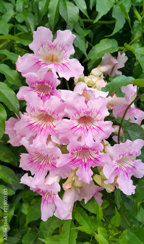 Perennial bush with beautiful large pink delicate flowers photo
