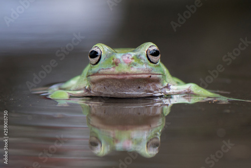 Swim Frog