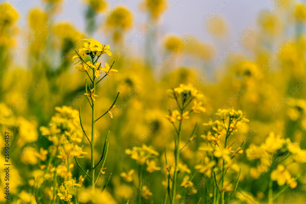 Obraz premium field of yellow flowers