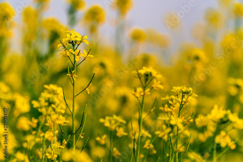 field of yellow flowers © Subharthi