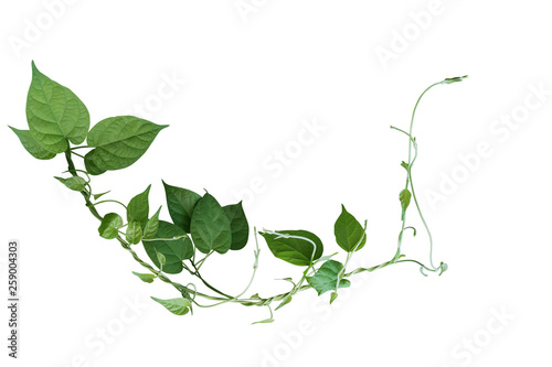 Obraz na plátne Twisted jungle vines liana plant with heart shaped green leaves isolated on white background, clipping path included
