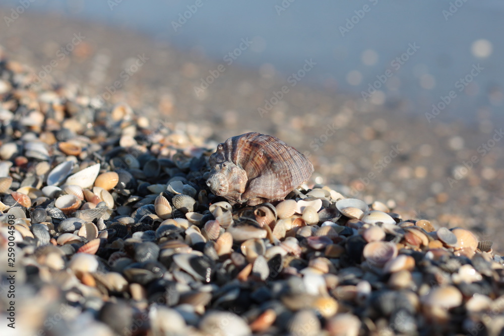 Seashells, pearls and starfishes as background Seashells, pearls and starfishes as background