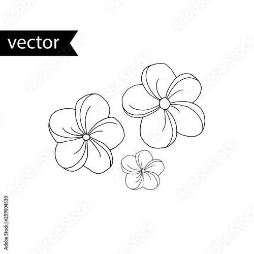 Vector outline illustration of tropical plant. Simple black and white hand drawn plumeria flowers.