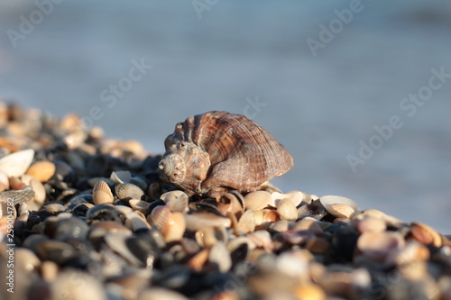 Seashells, pearls and starfishes as background