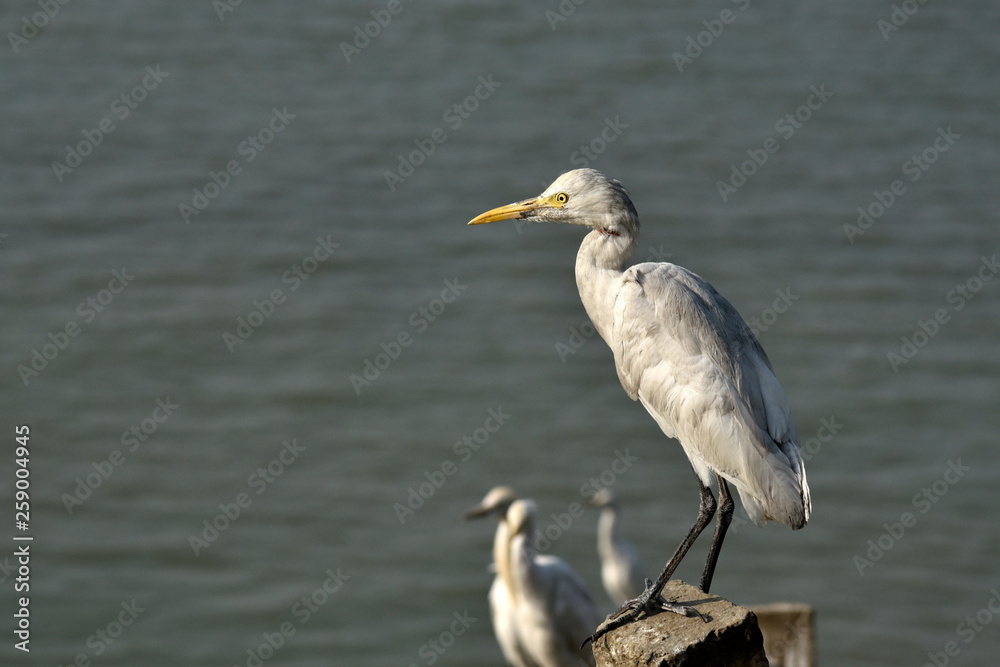 Egrets in the banks of Brahmaputra river.