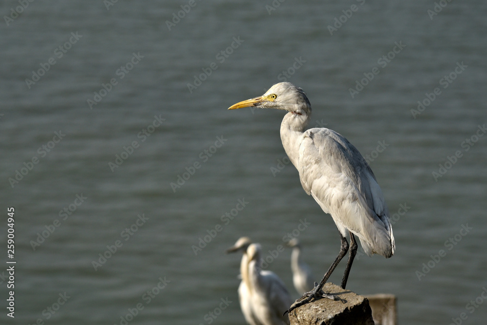 Egrets in the banks of Brahmaputra river. Egrets in the banks of Brahmaputra river.