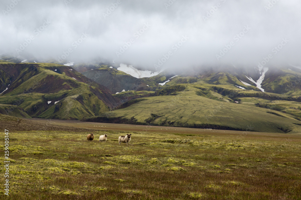 Sheep grazing on lava fields overgrown with moss on the background of mountains with snowy hills