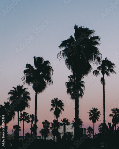 silhouette of palm trees