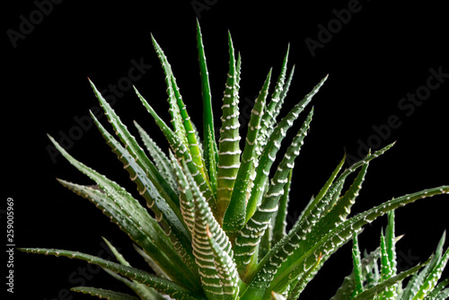 Cactus Haworthia fasciata on a black background