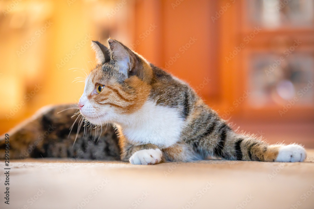 Tricolored cat lying on floor at home