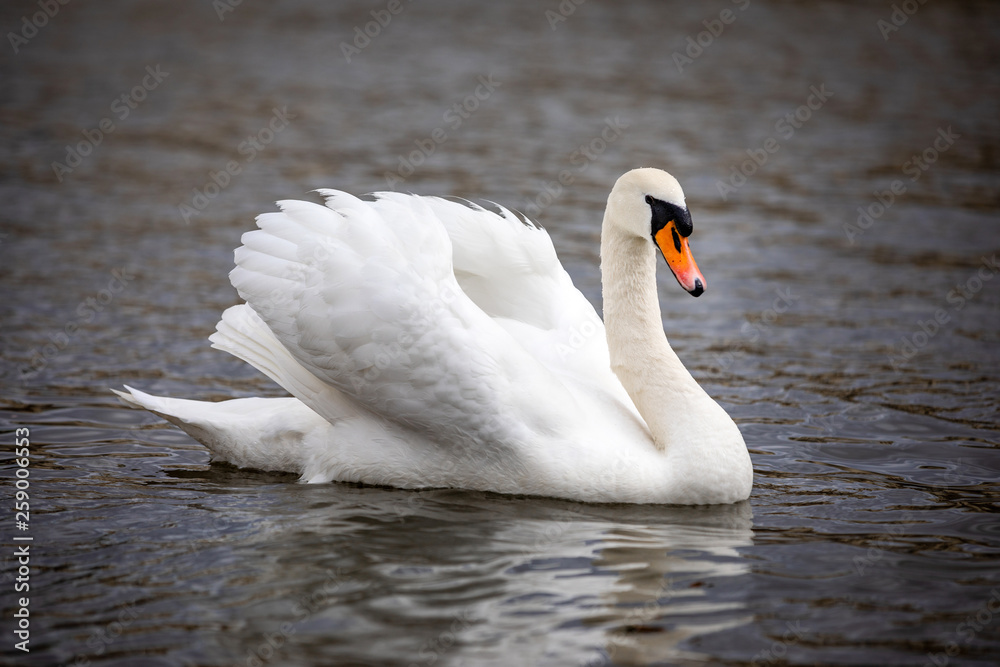 Obraz premium A beautiful white swan swimming on river Vltava in Prague