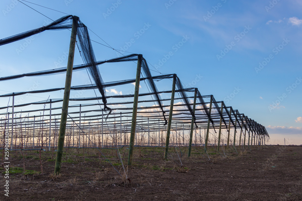 Anti-hail net for apple tree plantation with Golden Delicious apple trees Anti-hail net for apple tree plantation with Golden Delicious apple trees