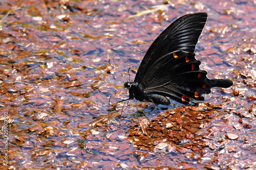 Photos Black swallowtail butterfly on a street in Ebino kogen, Kyushu, Japan