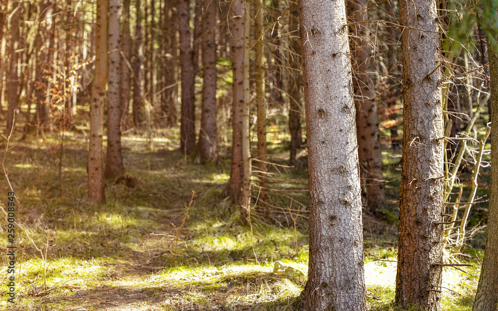 Shallow depth of field photo - only front tree trunks in focus, forest on warm spring day, sun shines from side
