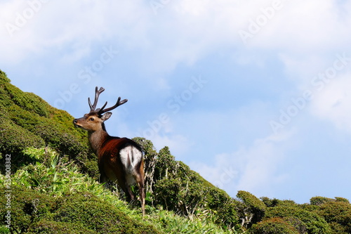 Close-up view of a deer on top of Mt. Karakunidake, Ebino kogen, Japan