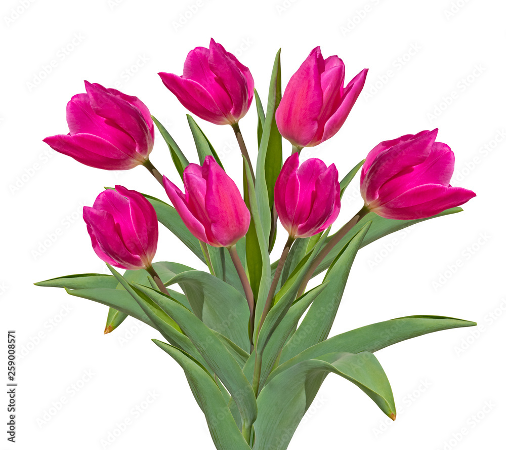 Bouquet of pink tulips isolated on white background Bouquet of pink tulips isolated on white background