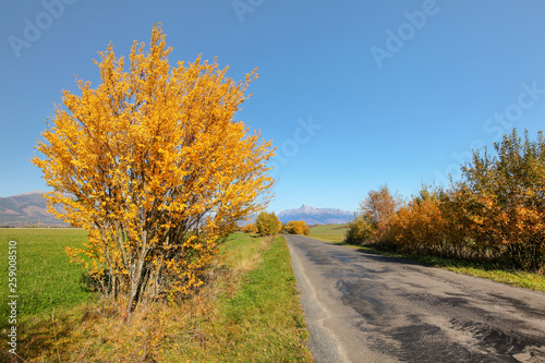 Country road in autumn, orange coloured trees on sides, mount Krivan Slovak symbol with clear sky in distance