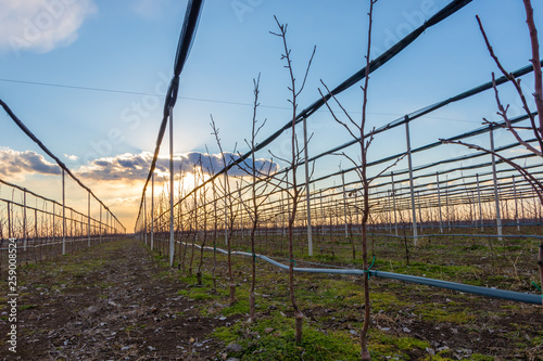 Anti hail net, agriculture net at an apple orchard in March, Serbia