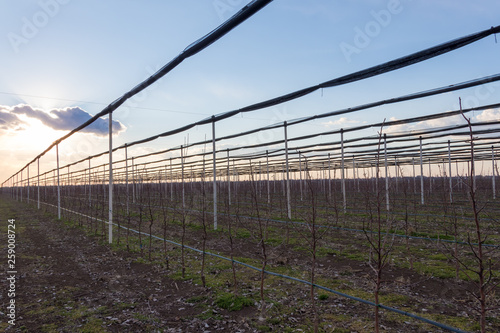 Four years old Golden Delicious trees at the apple orchard near Novi Sad, Serbia