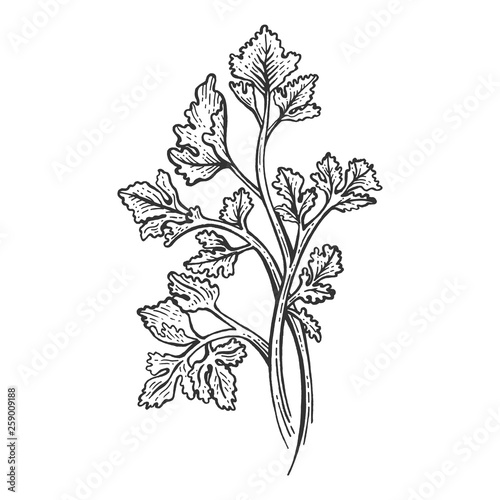 Cilantro Coriander parsley green herb spice sketch engraving vector illustration. Scratch board style imitation. Hand drawn image.
