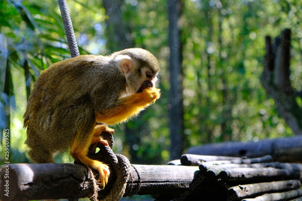 Obraz premium Saimiri squirrel monkey