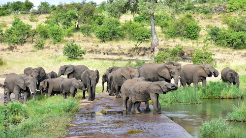 big elephant group drinking from bridge over river Tsendze,Kruger national park