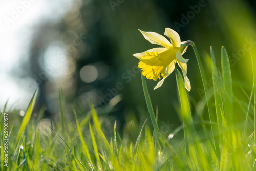 Narcissus flower in a meadow