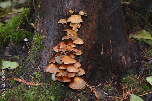 slug eating mushrooms in the forest