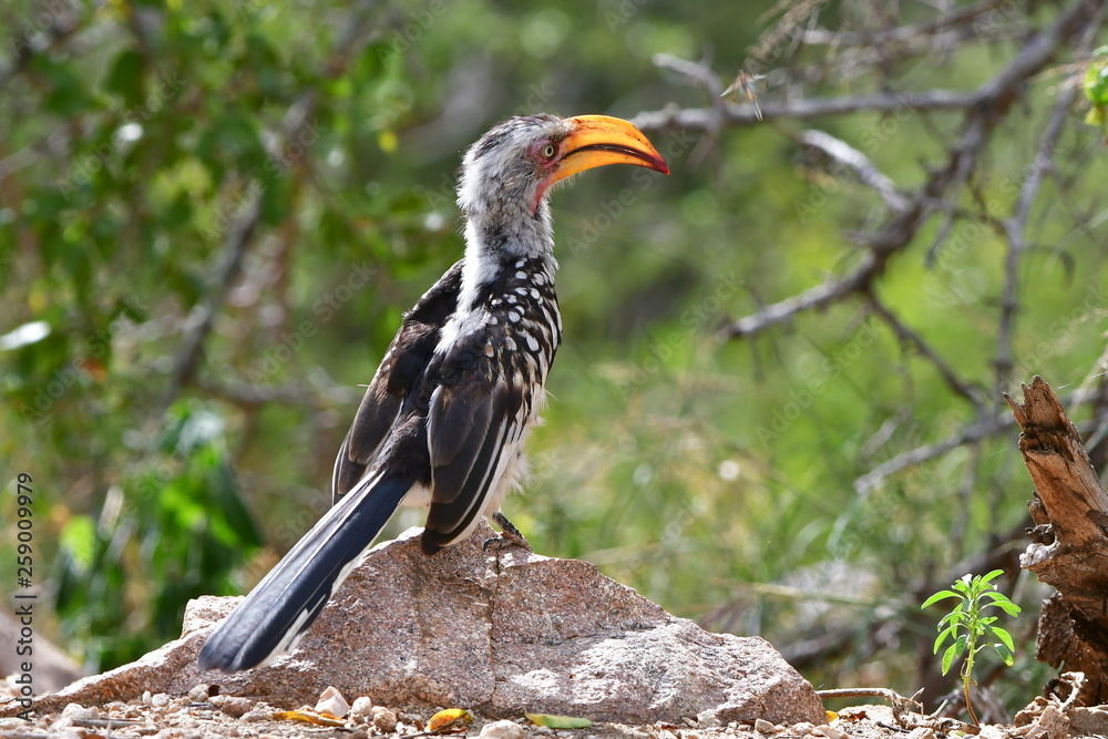 yellow billed hornbill in Kruger national park yellow billed hornbill in Kruger national park