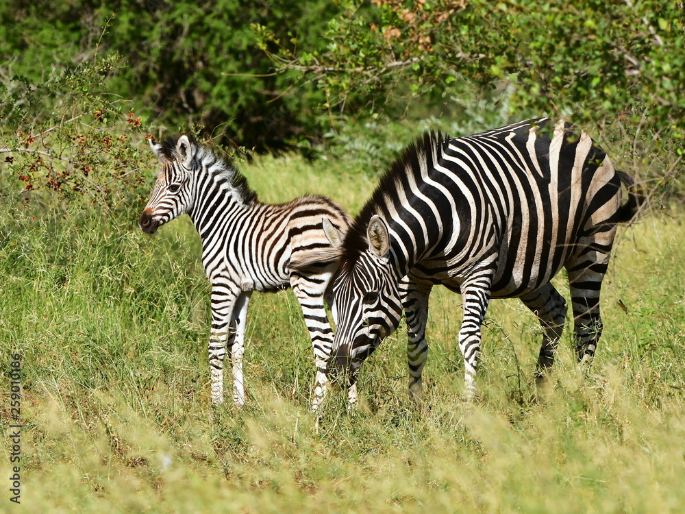 cute young zebra with its mum, Kruger national park cute young zebra with its mum, Kruger national park