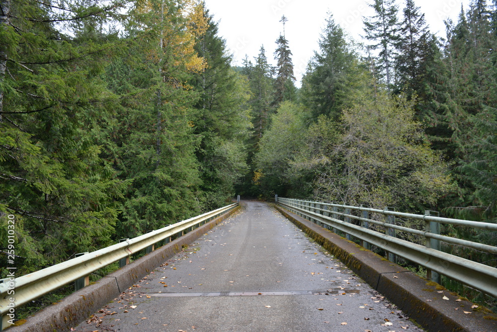 Fototapeta premium Bridge in the forest