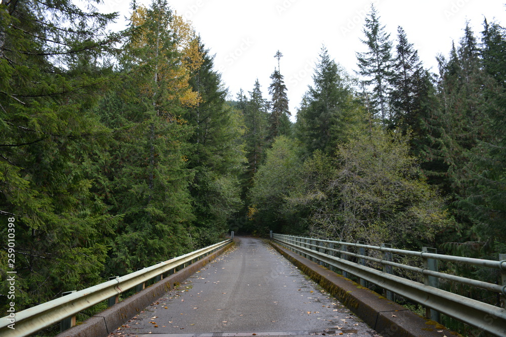 Fototapeta premium Bridge in the forest