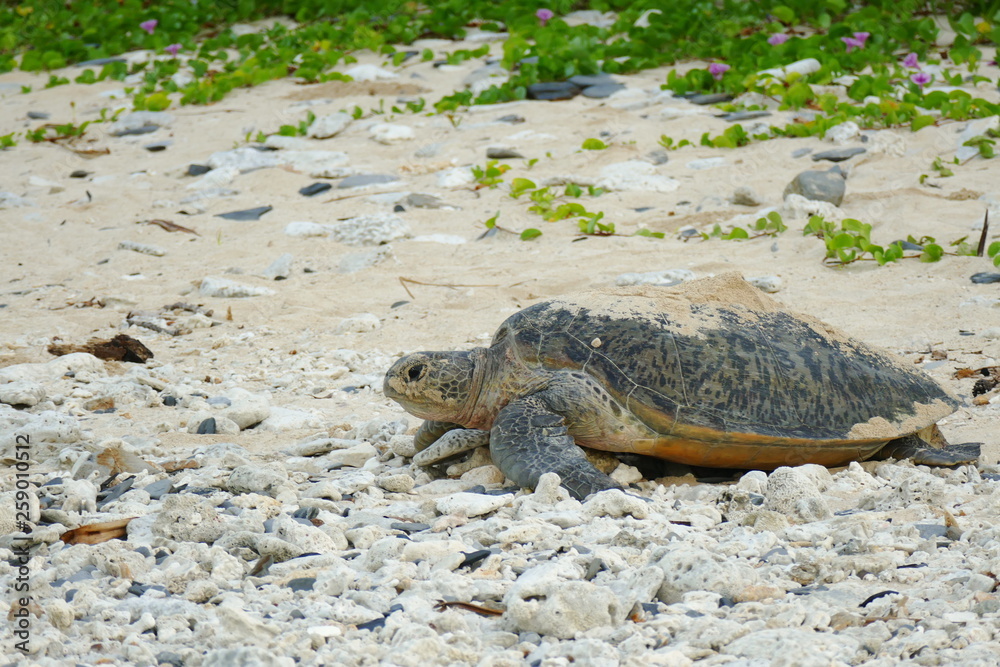 Sea turtle on its way from a sand hole into the sea, Zamami, Okinawa, Japan