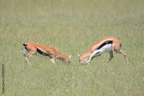 Fototapeta Naklejka Na Ścianę i Meble -  Fight impala in Massai Mara