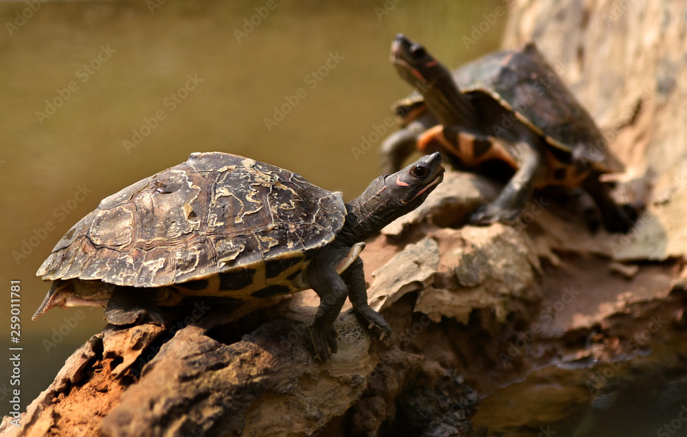 Assam Roofed Turtle also known as Sylhet Roofed Turtle bask in the sun Assam Roofed Turtle also known as Sylhet Roofed Turtle bask in the sun