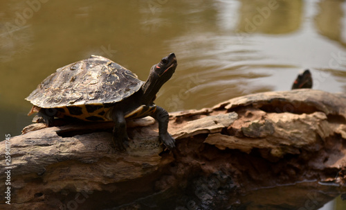 Assam Roofed Turtle also known as Sylhet Roofed Turtle bask in the sun