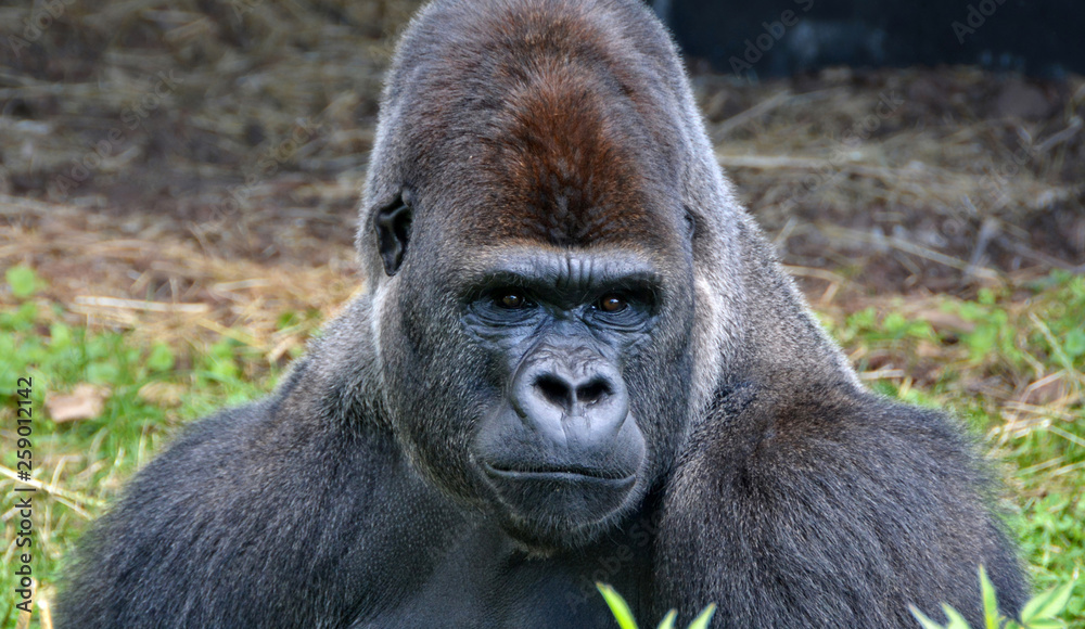Obraz premium Portrait of a dominant male gorilla. Big adult ape sits in a grass and looks in a distance. African wildlife. Silverback gorilla.