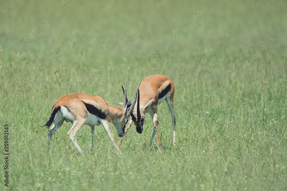 Fight impala in Massai Mara Fight impala in Massai Mara